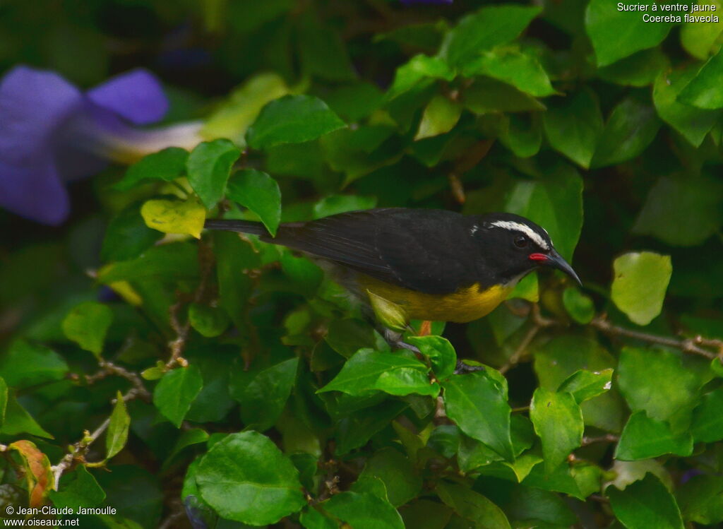 Bananaquit