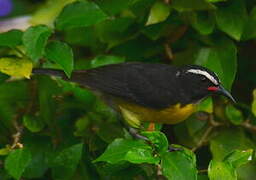 Bananaquit