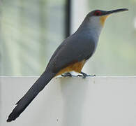 Hispaniolan Lizard Cuckoo