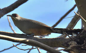 Hispaniolan Lizard Cuckoo