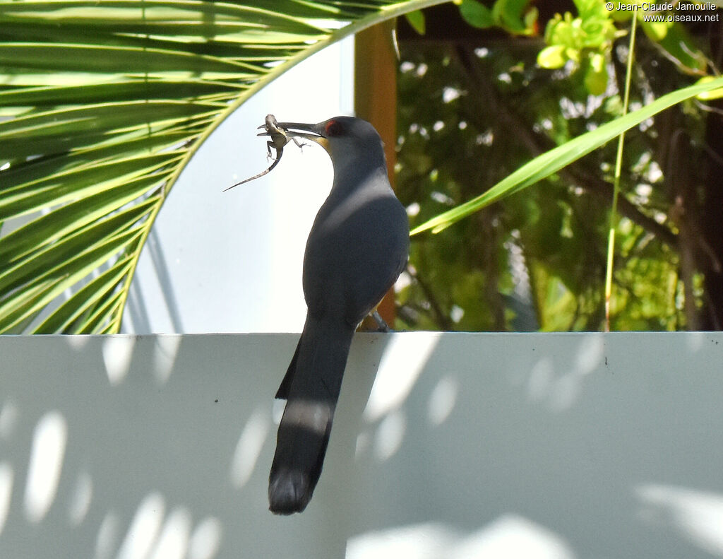 Hispaniolan Lizard Cuckoo