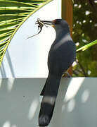 Hispaniolan Lizard Cuckoo