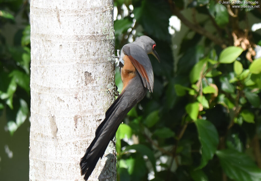 Hispaniolan Lizard Cuckoo