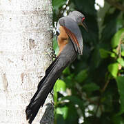 Hispaniolan Lizard Cuckoo