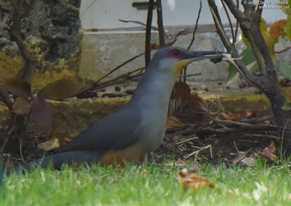 Hispaniolan Lizard Cuckoo