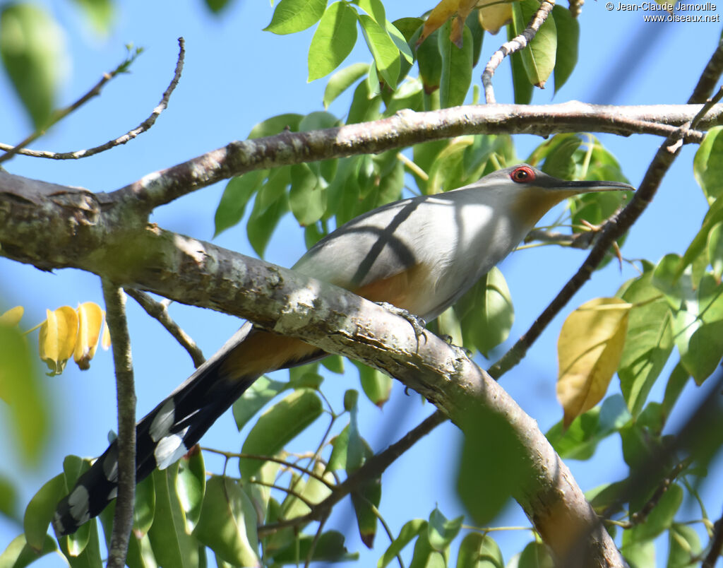 Hispaniolan Lizard Cuckoo