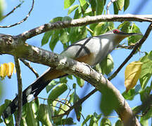 Hispaniolan Lizard Cuckoo