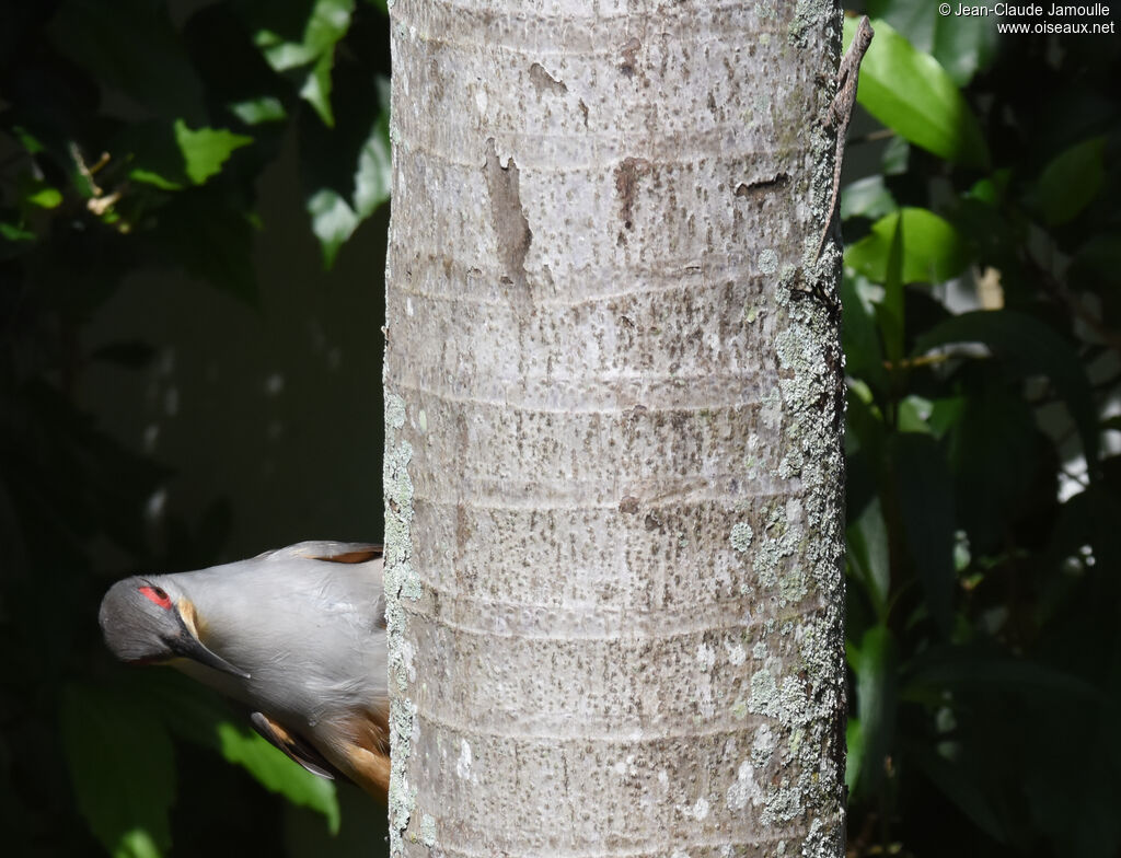 Hispaniolan Lizard Cuckoo