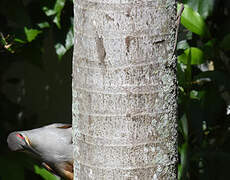 Hispaniolan Lizard Cuckoo