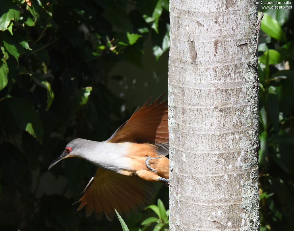 Hispaniolan Lizard Cuckoo