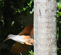 Hispaniolan Lizard Cuckoo