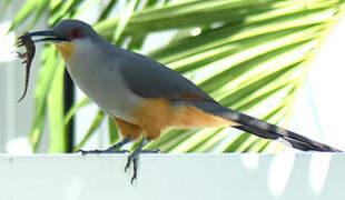 Hispaniolan Lizard Cuckoo