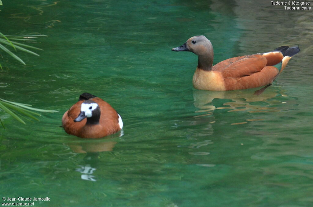 South African Shelduck 