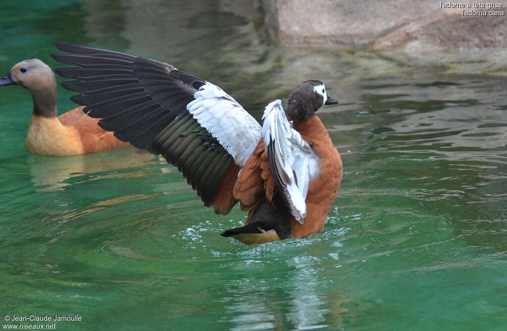 South African Shelduck female, Flight