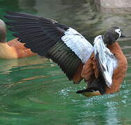 South African Shelduck