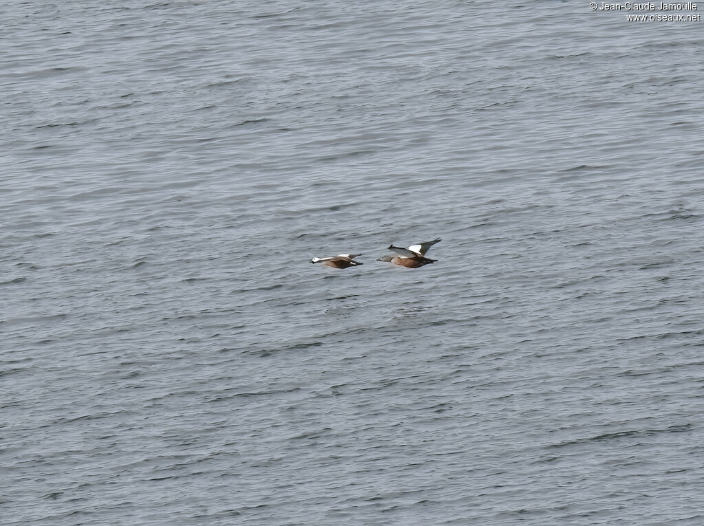 South African Shelduckadult