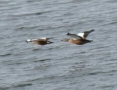 South African Shelduck