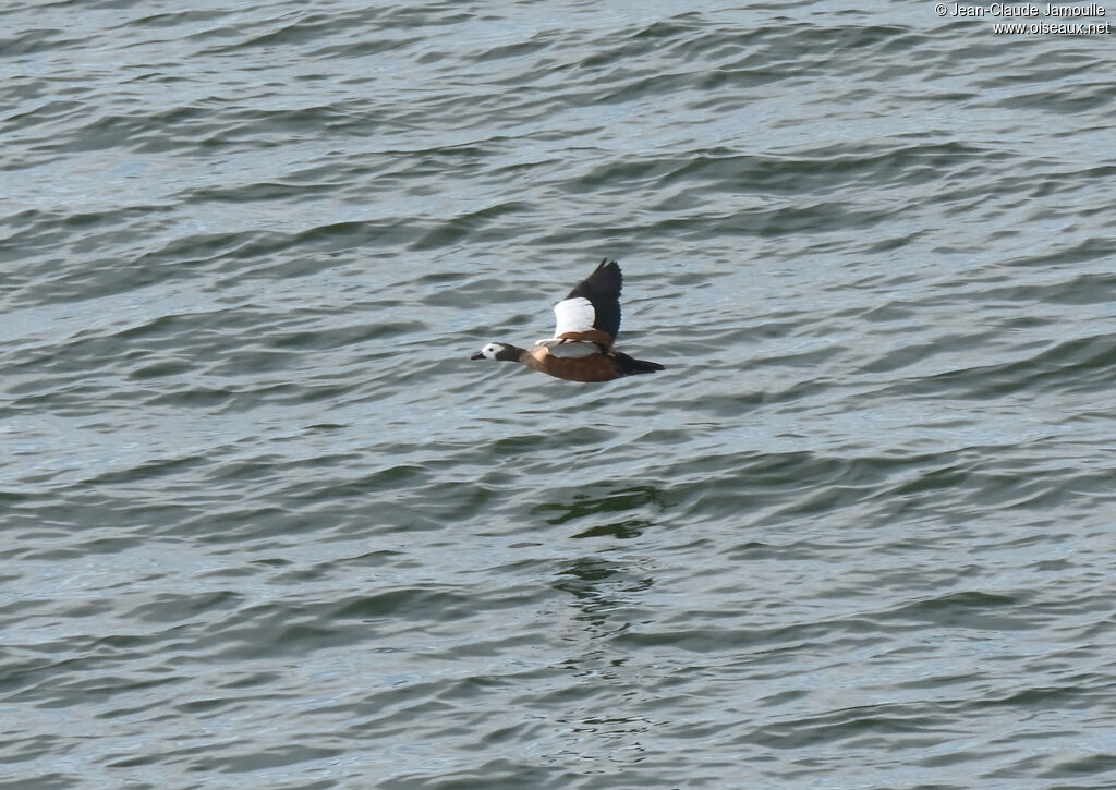 South African Shelduck female adult, Flight