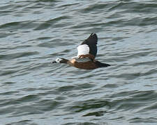 South African Shelduck