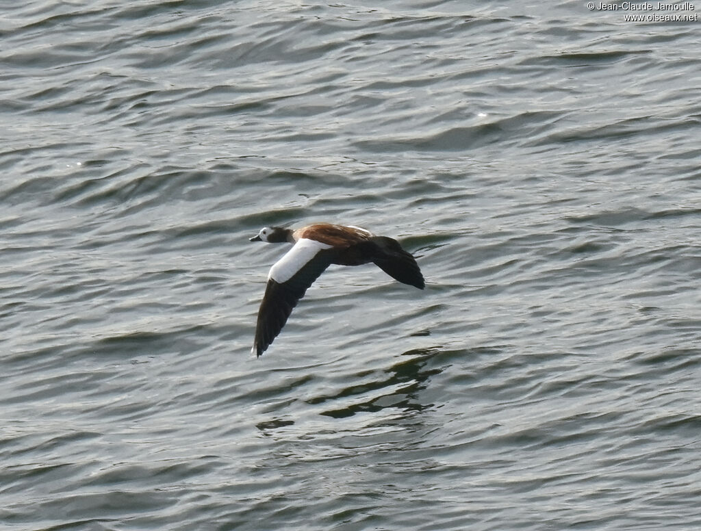 South African Shelduck female adult, Flight