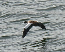 South African Shelduck