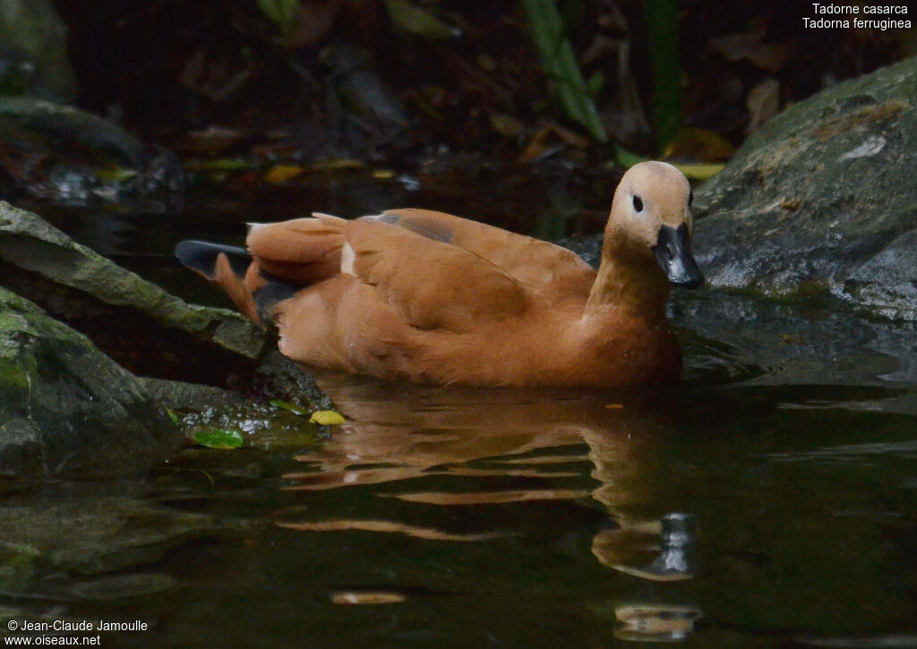 Ruddy Shelduck female, Behaviour