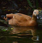 Ruddy Shelduck