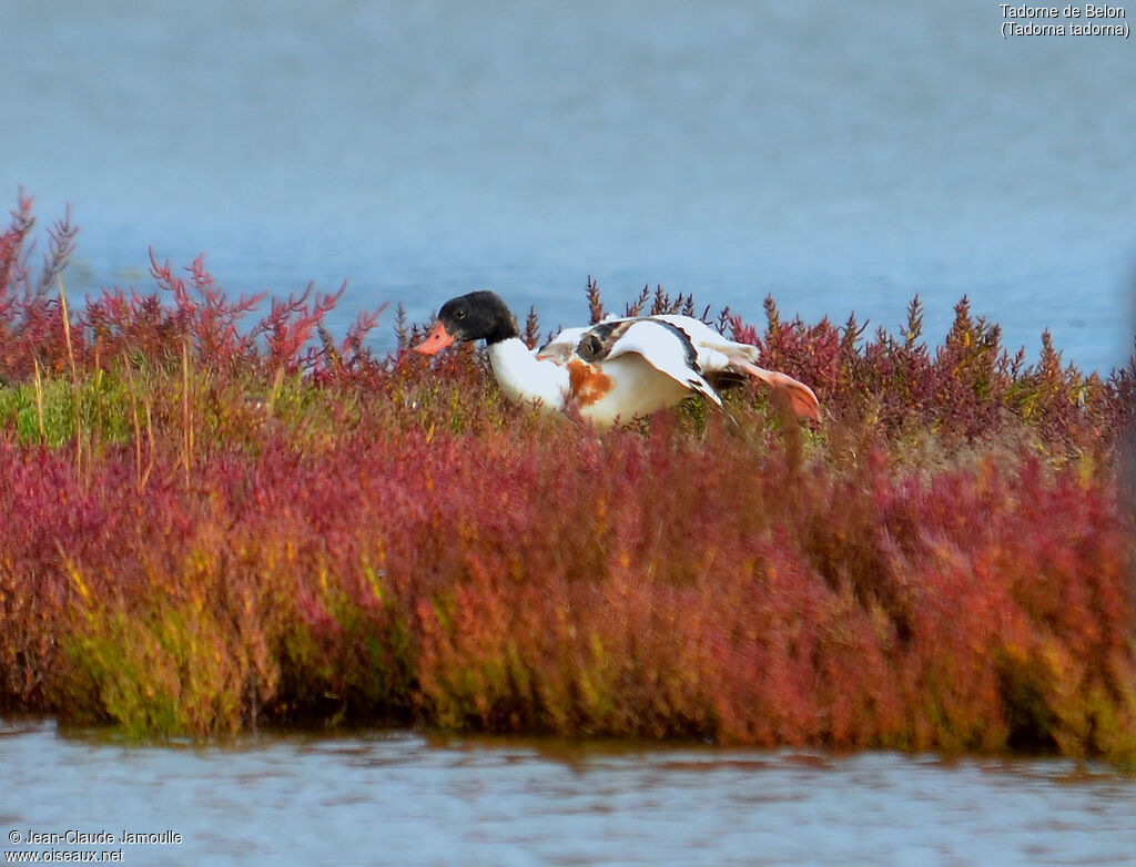 Common Shelduck, Behaviour