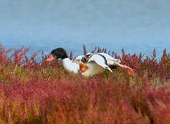 Common Shelduck