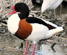 Common Shelduck