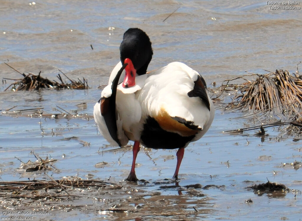 Common Shelduck female