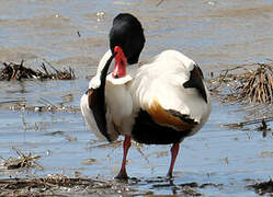 Common Shelduck