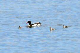 Common Shelduck