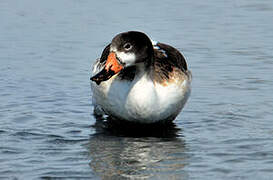 Common Shelduck