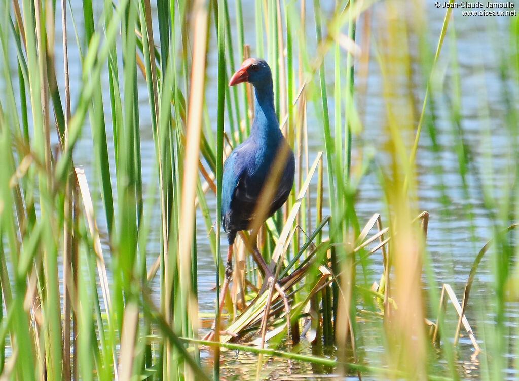 Grey-headed Swamphen