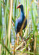 Grey-headed Swamphen