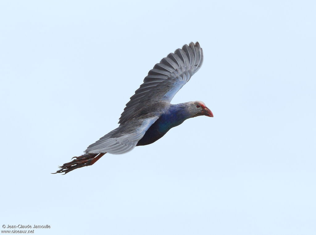 Grey-headed Swamphen, Flight