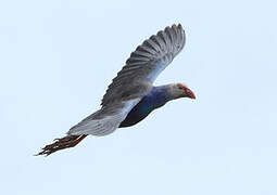 Grey-headed Swamphen