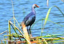 Grey-headed Swamphen