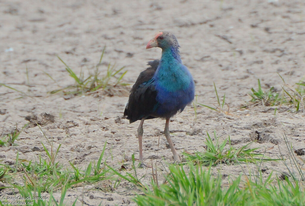 Grey-headed Swamphen