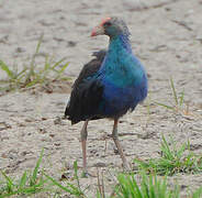 Grey-headed Swamphen