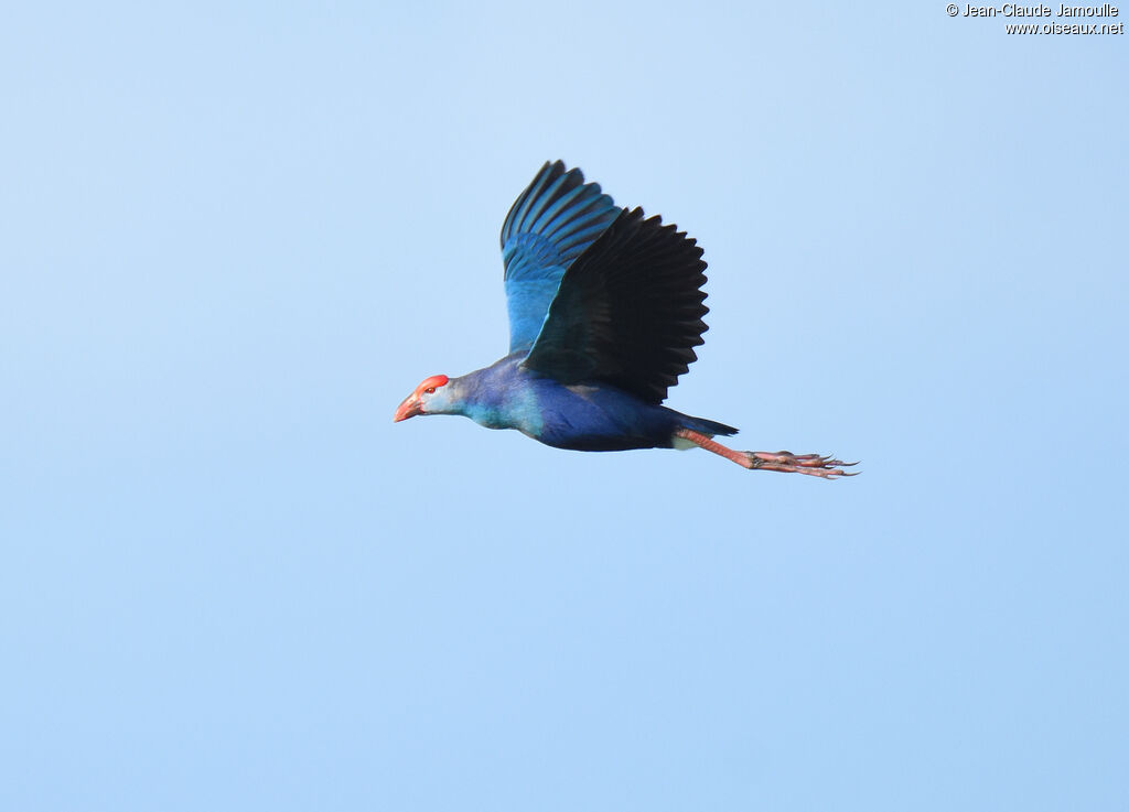 Grey-headed Swamphen