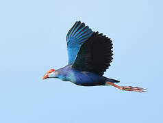 Grey-headed Swamphen