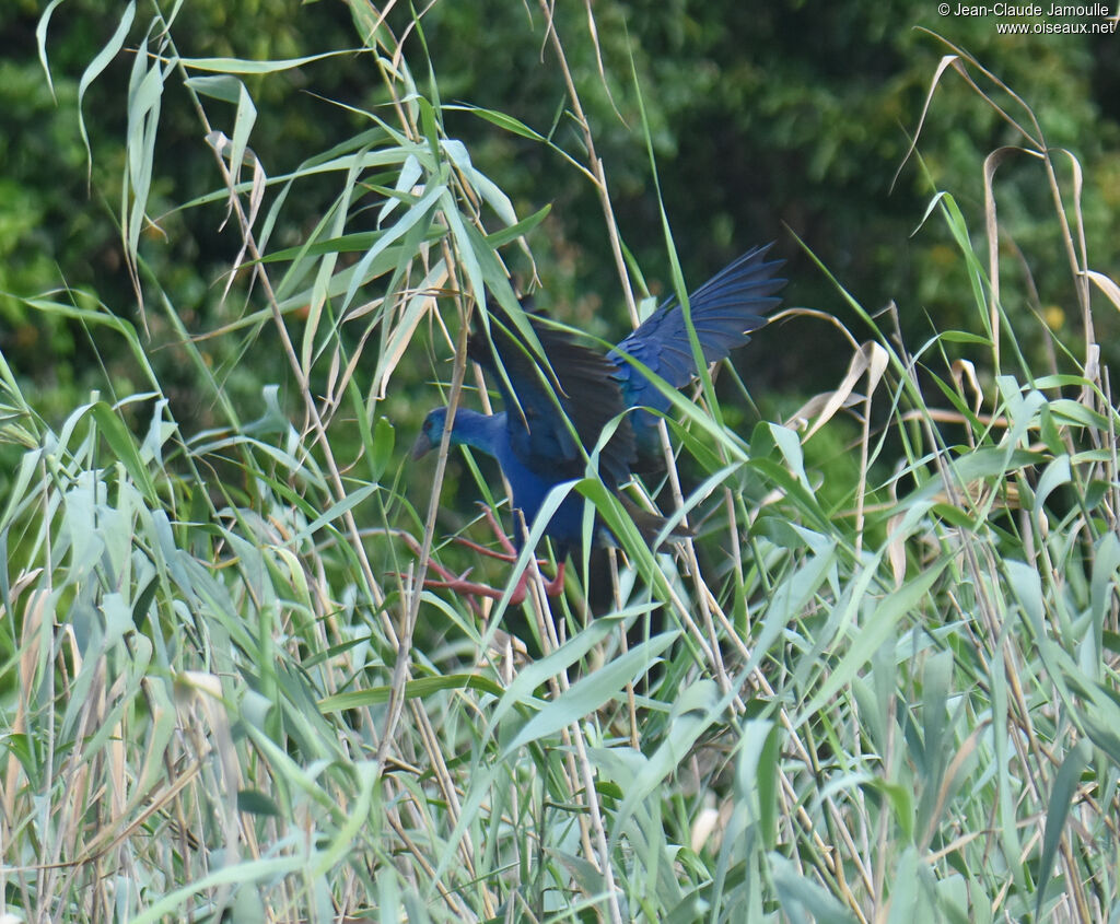 African Swamphen