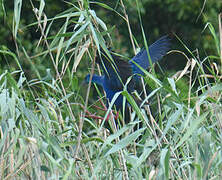 African Swamphen