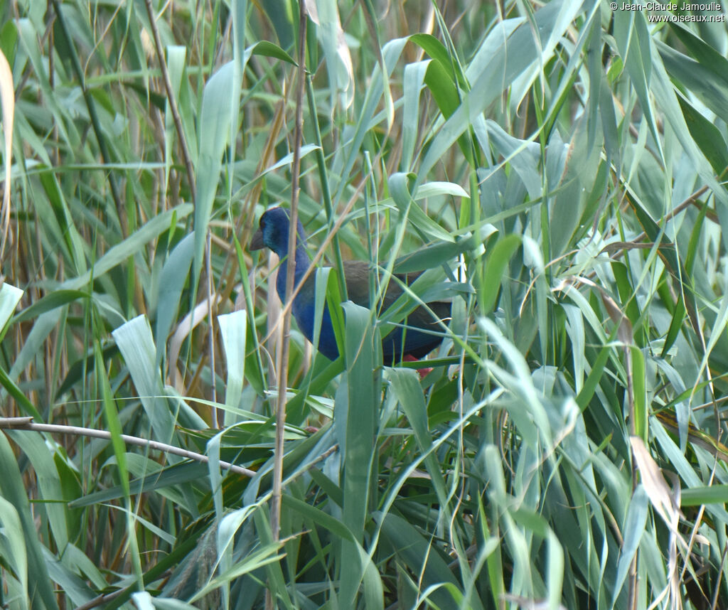 African Swamphen