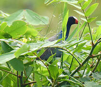 Purple Gallinule