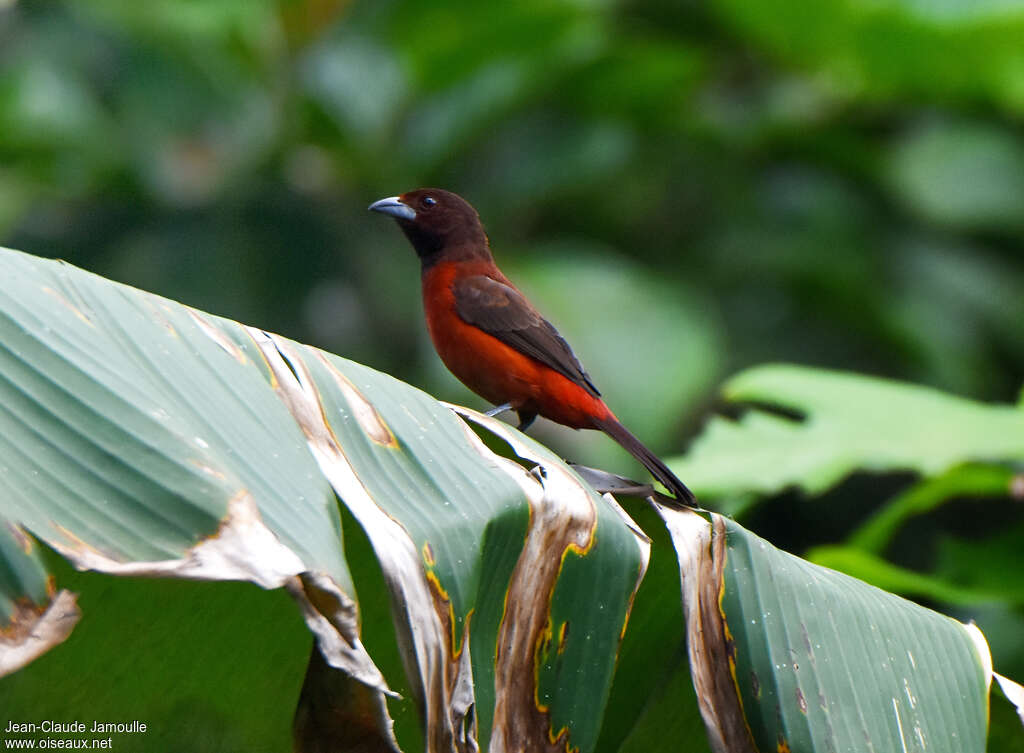 Tangara à dos rouge femelle adulte, identification