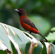 Crimson-backed Tanager