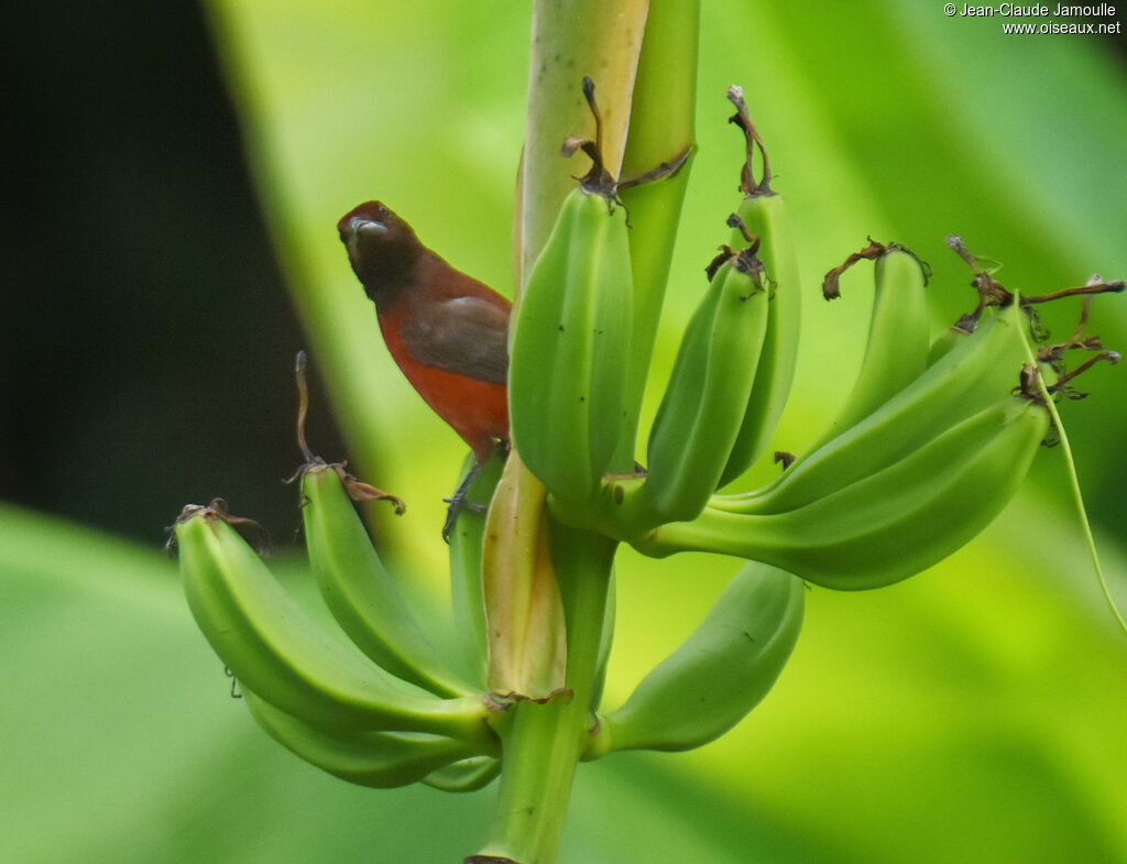 Crimson-backed Tanager